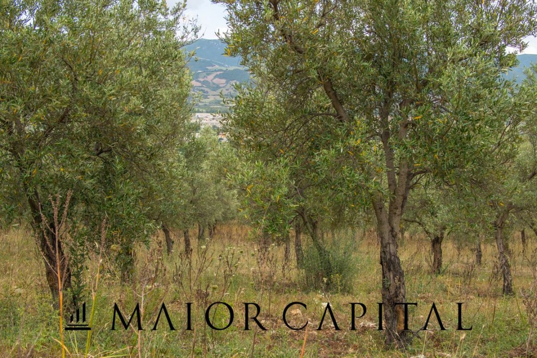 For sale terrain in mountain Siniscola Sardegna foto 50