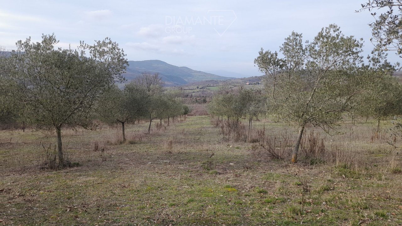For sale terrain in  Scansano Toscana foto 10
