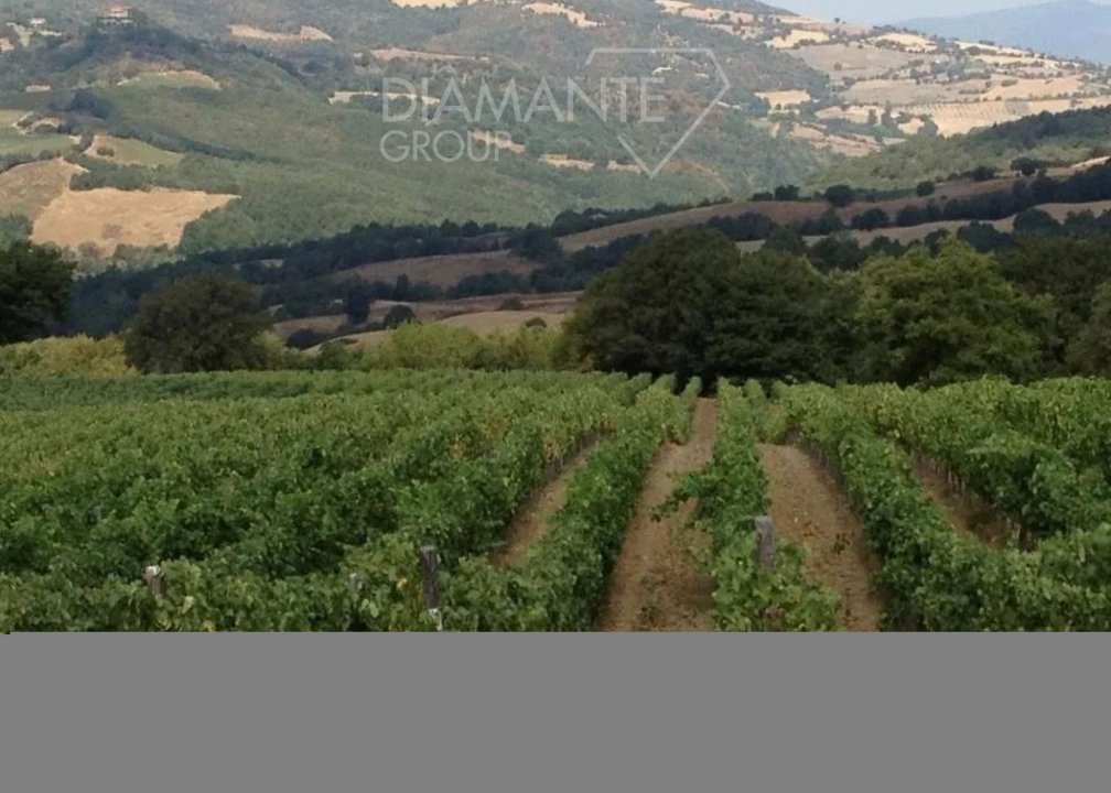 For sale terrain in  Scansano Toscana foto 20